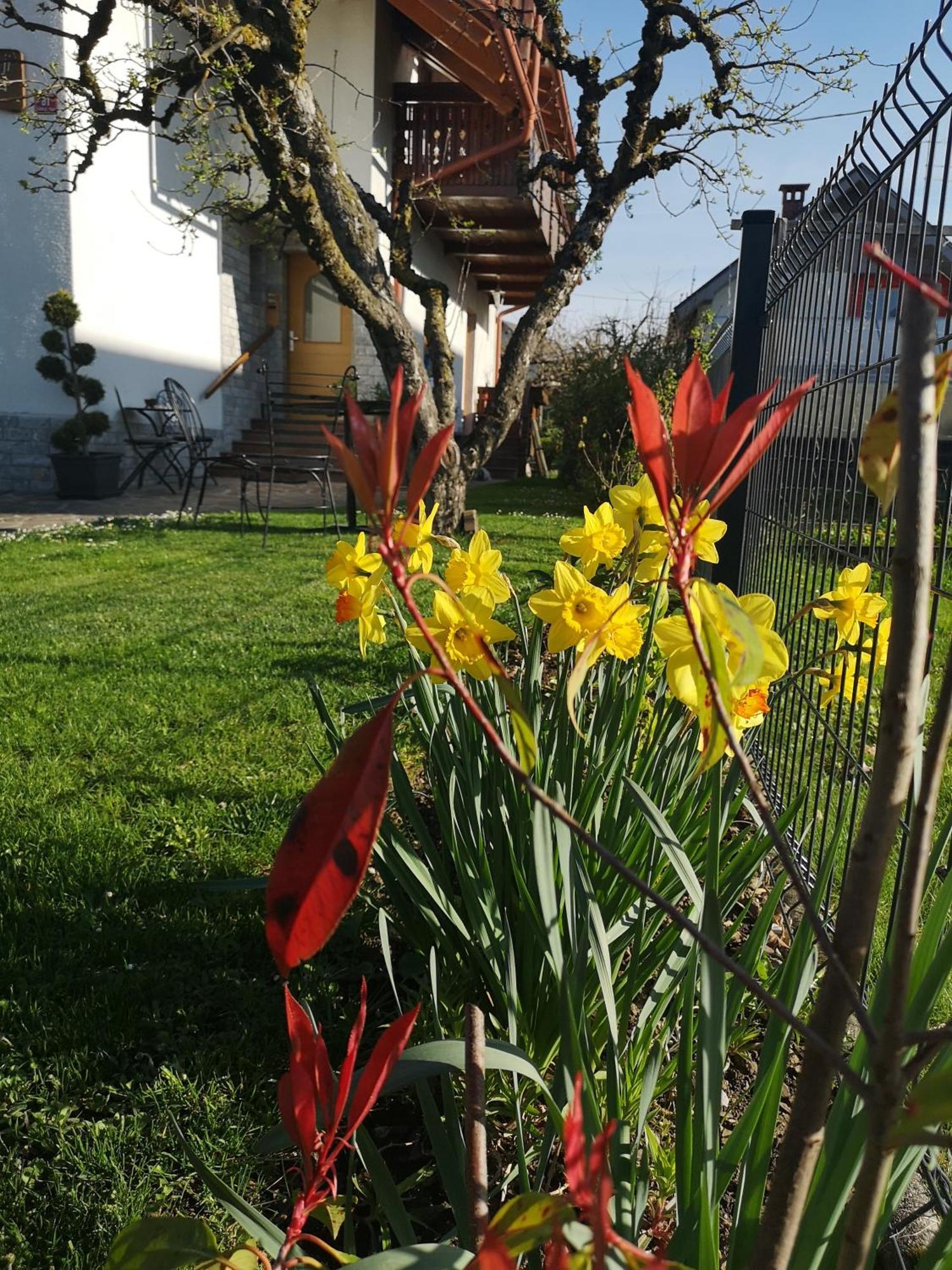 Apartmaji Volf Zgornje Gorje Exterior foto